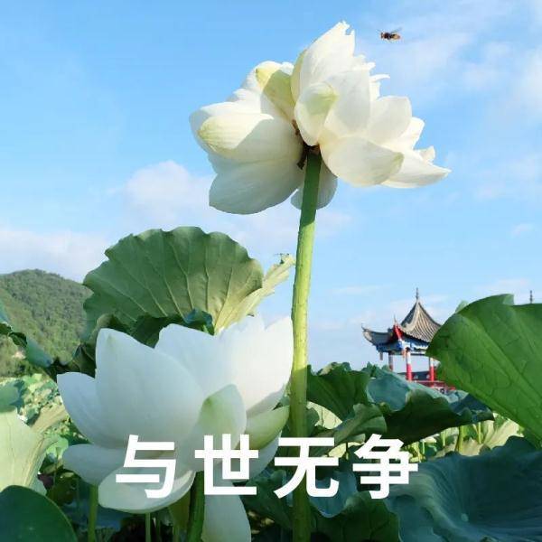 花朵风景莲花表情图片