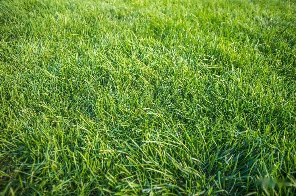 大家都是草凭啥韭菜不能做草坪