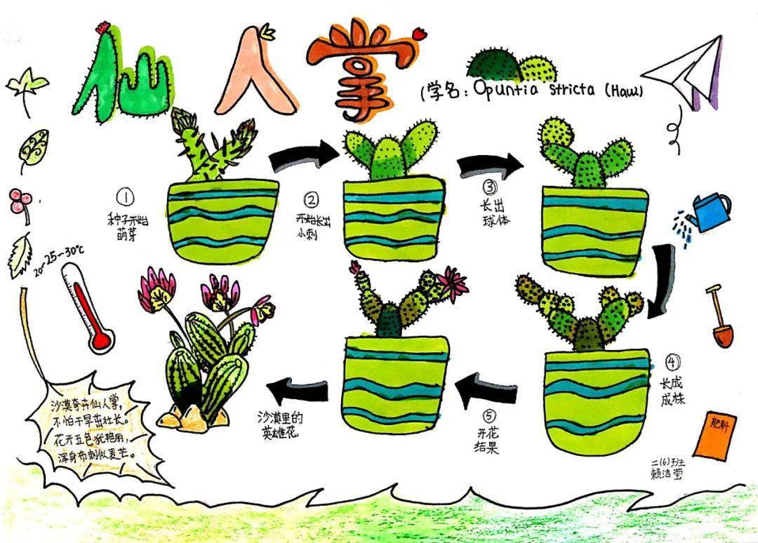 指导老师:杨娟梅作者:桥头镇中心小学 江佳耀 11岁《草莓生长记录》指