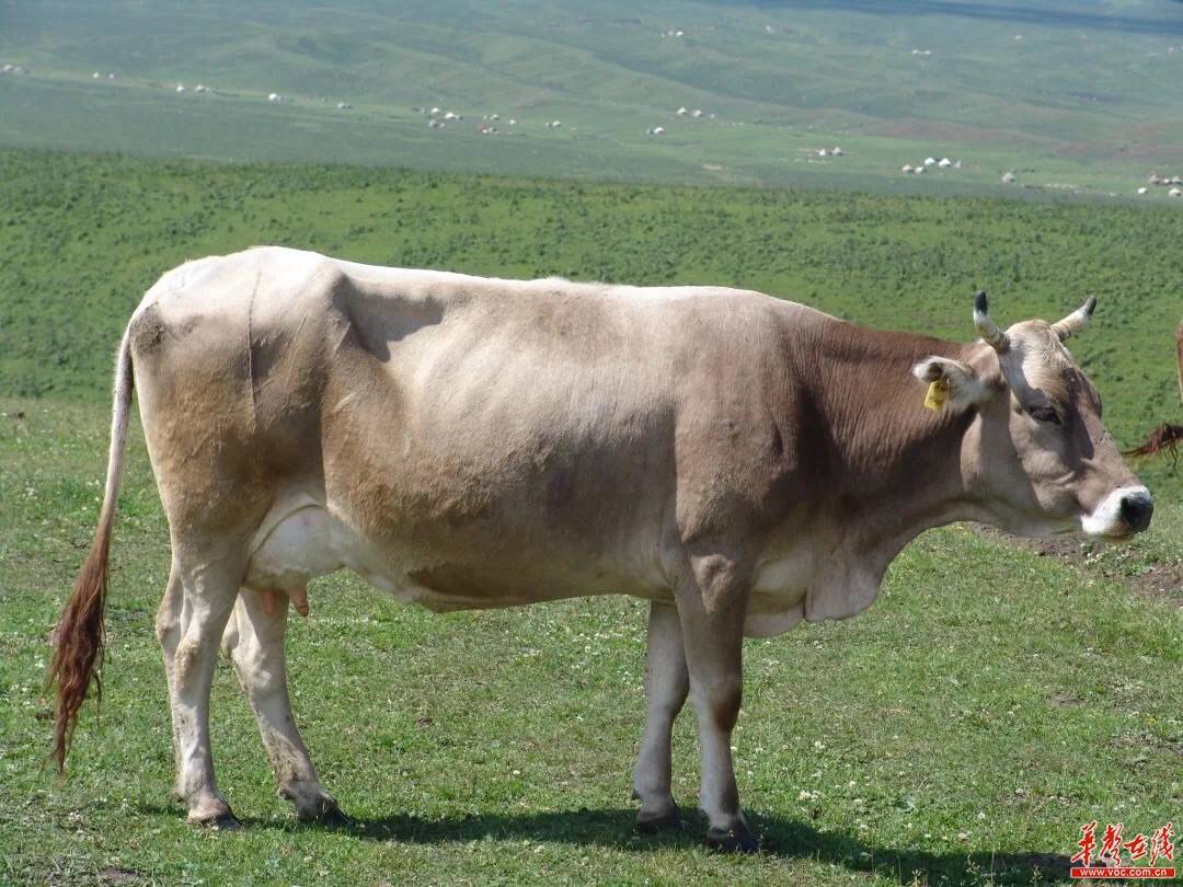 新疆褐牛活体首次入湘 4天后销售_创锦_王浩_产品