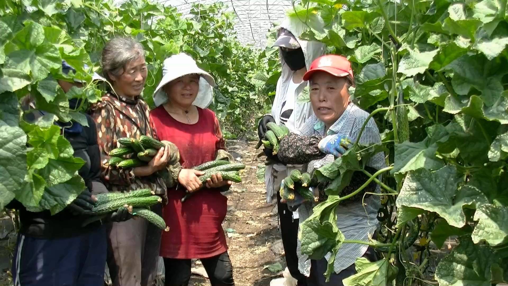 采摘园里瓜果飘香,绿色蔬菜农超对接