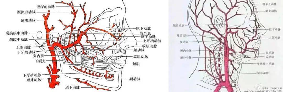 浮针治疗—下颌关节紊乱_处理_动脉_症状