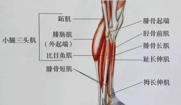 临床必备:高清超全肌肉解剖图谱!_肩胛骨_起止点_功能