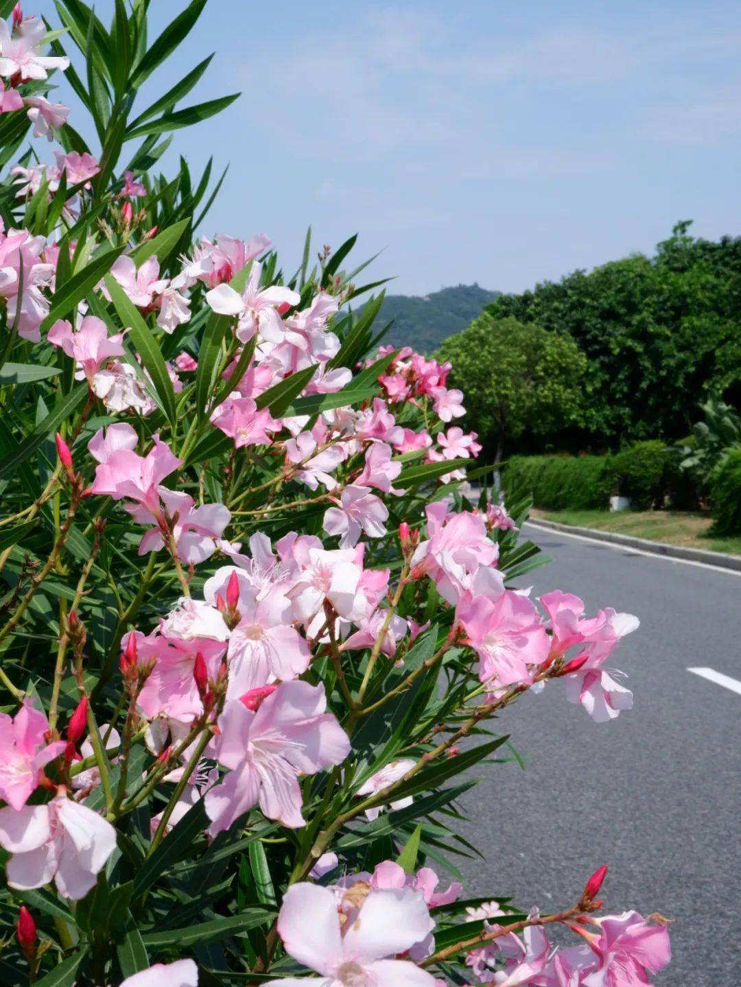 好美夹竹桃花开正艳但别碰因为