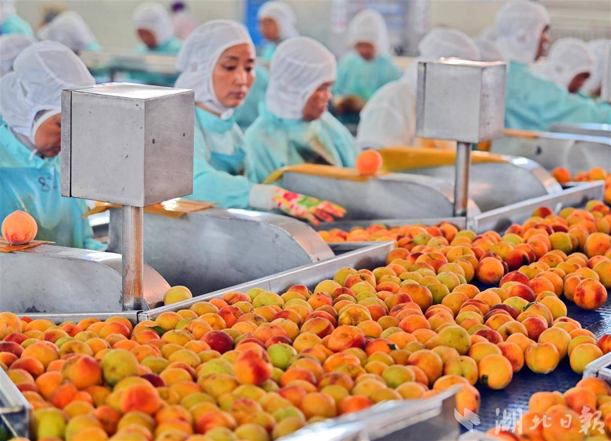 宜都黄桃深加工赢得大量海外订单