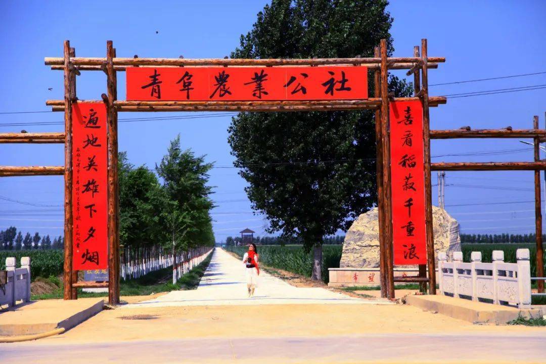 映日荷花别样红柳疃镇青阜村即景