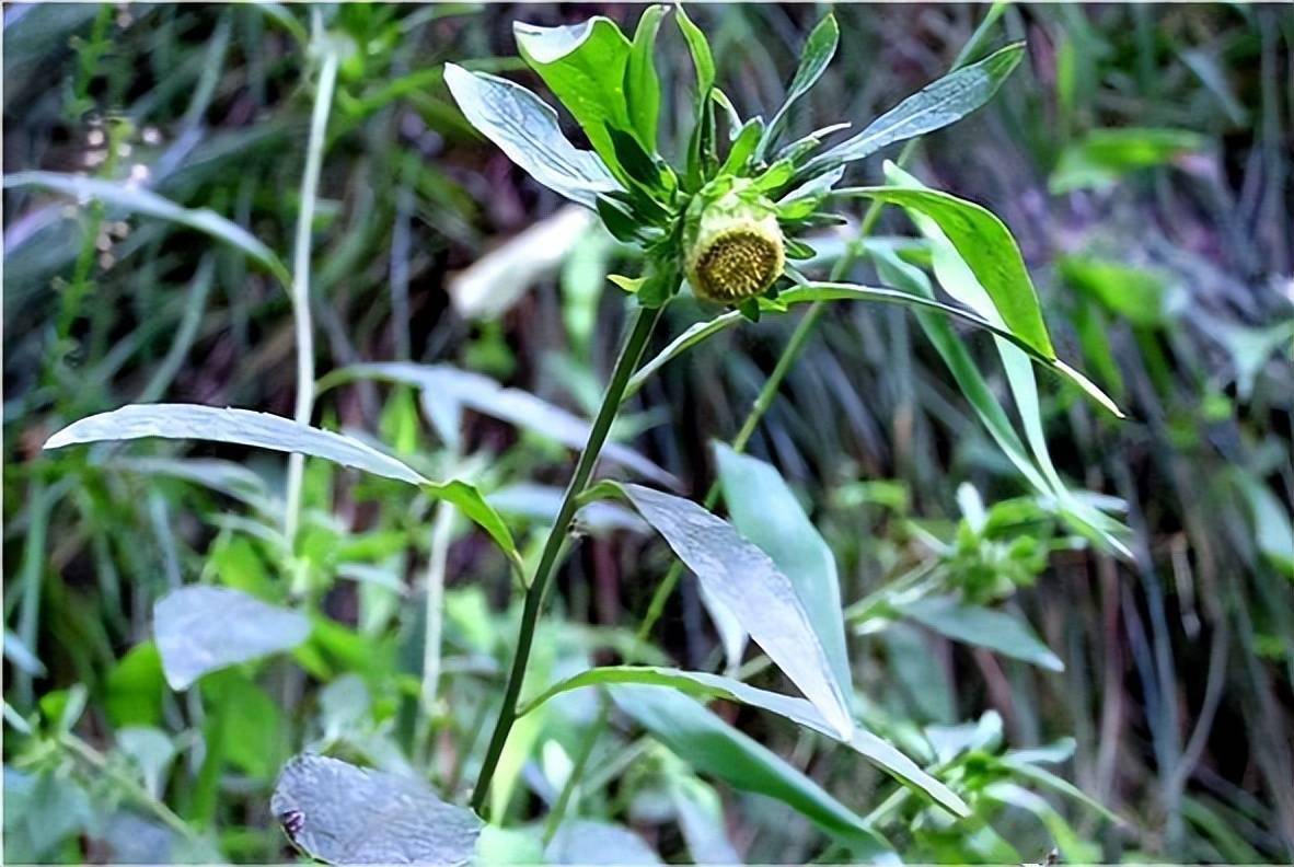 百草追风王草药图片图片