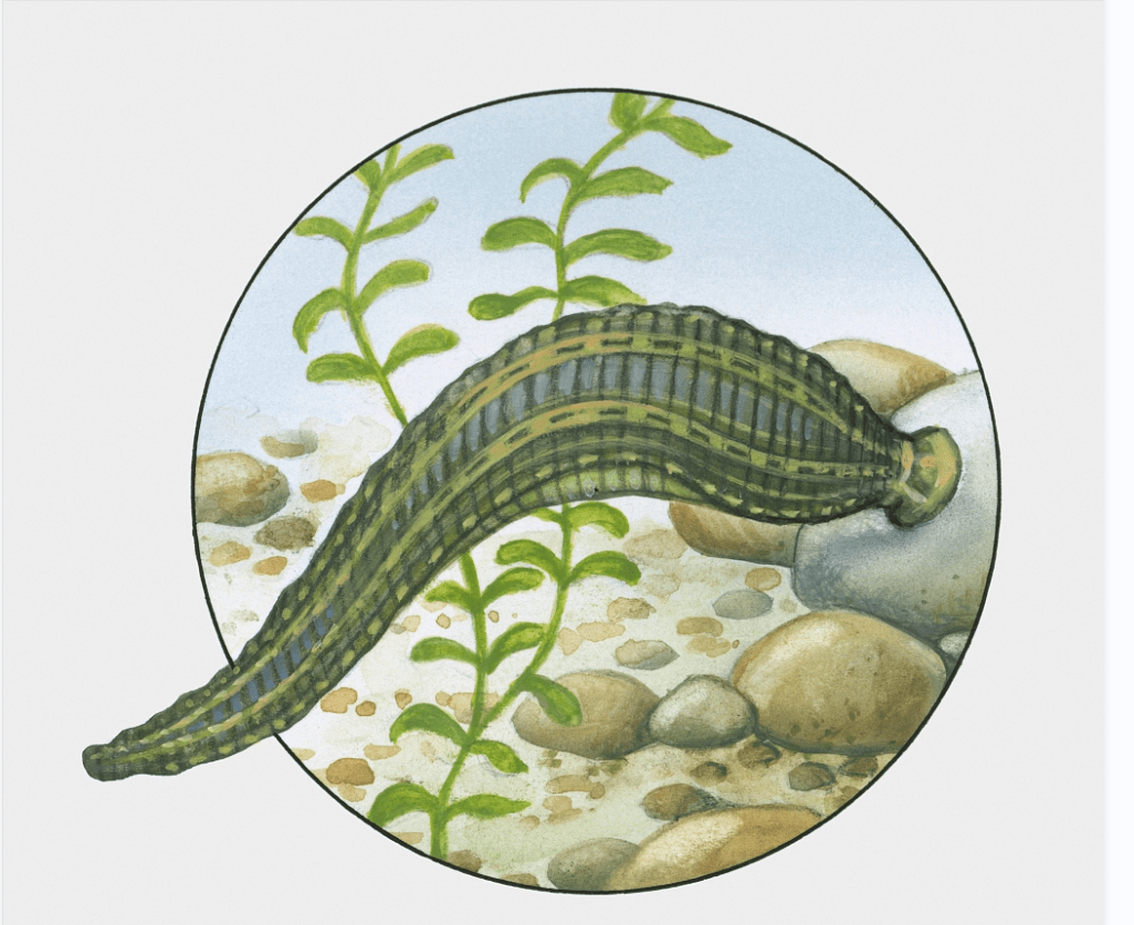 (为免引起不适,卡通图鉴奉上!