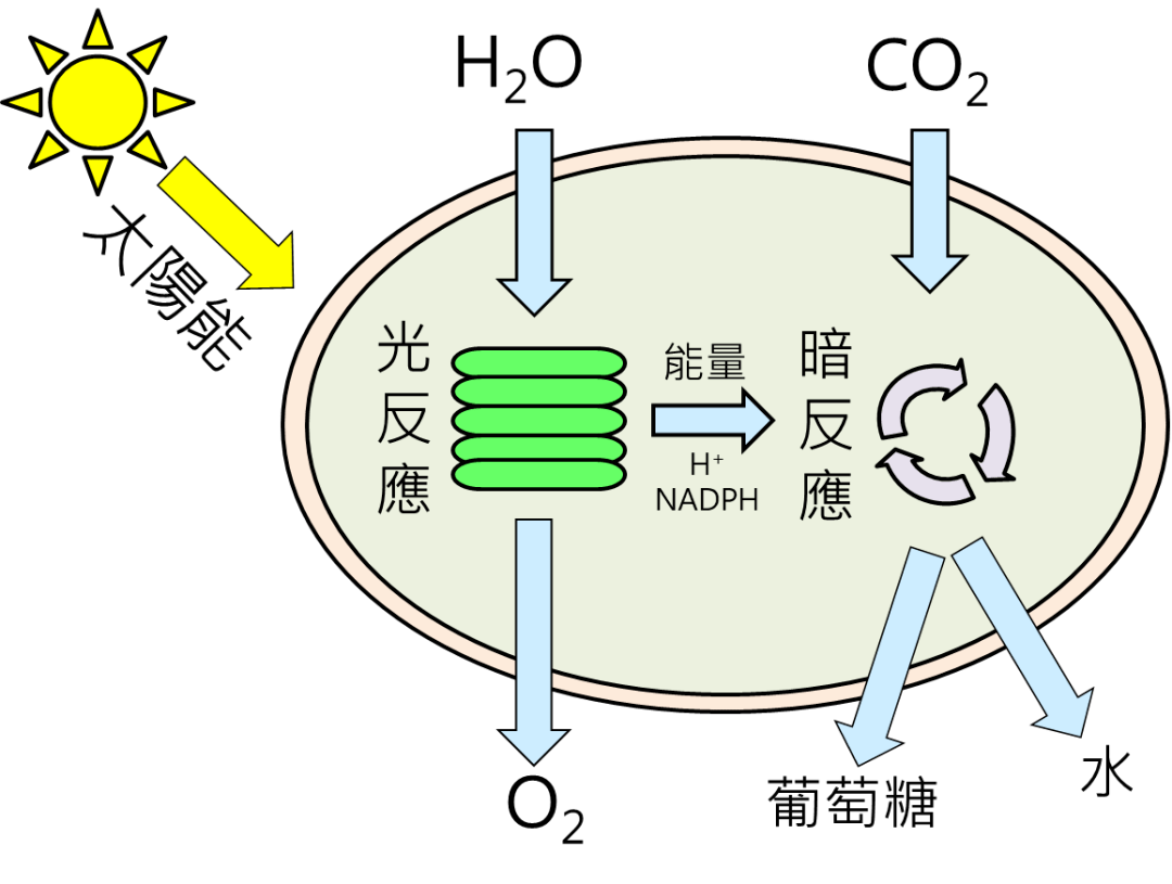 听说月壤不能种菜别急它还可以进行地外光合作用ggview