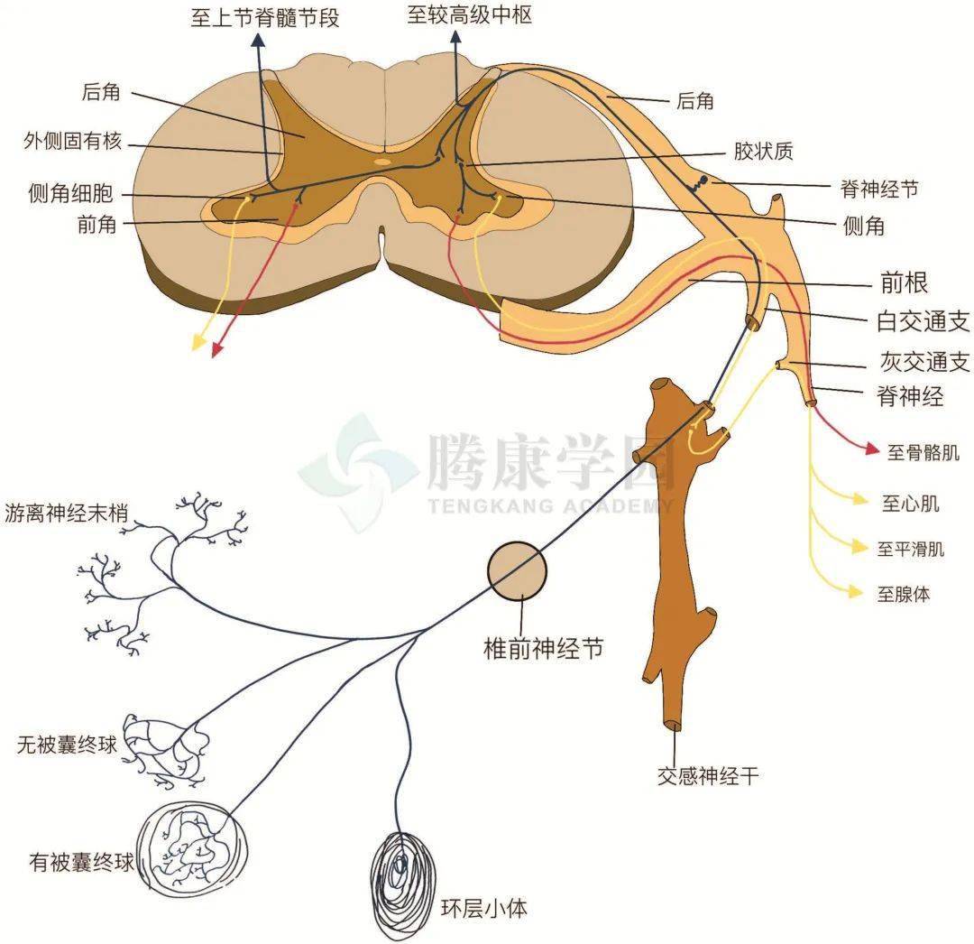 内脏与疼痛内脏的支配神经