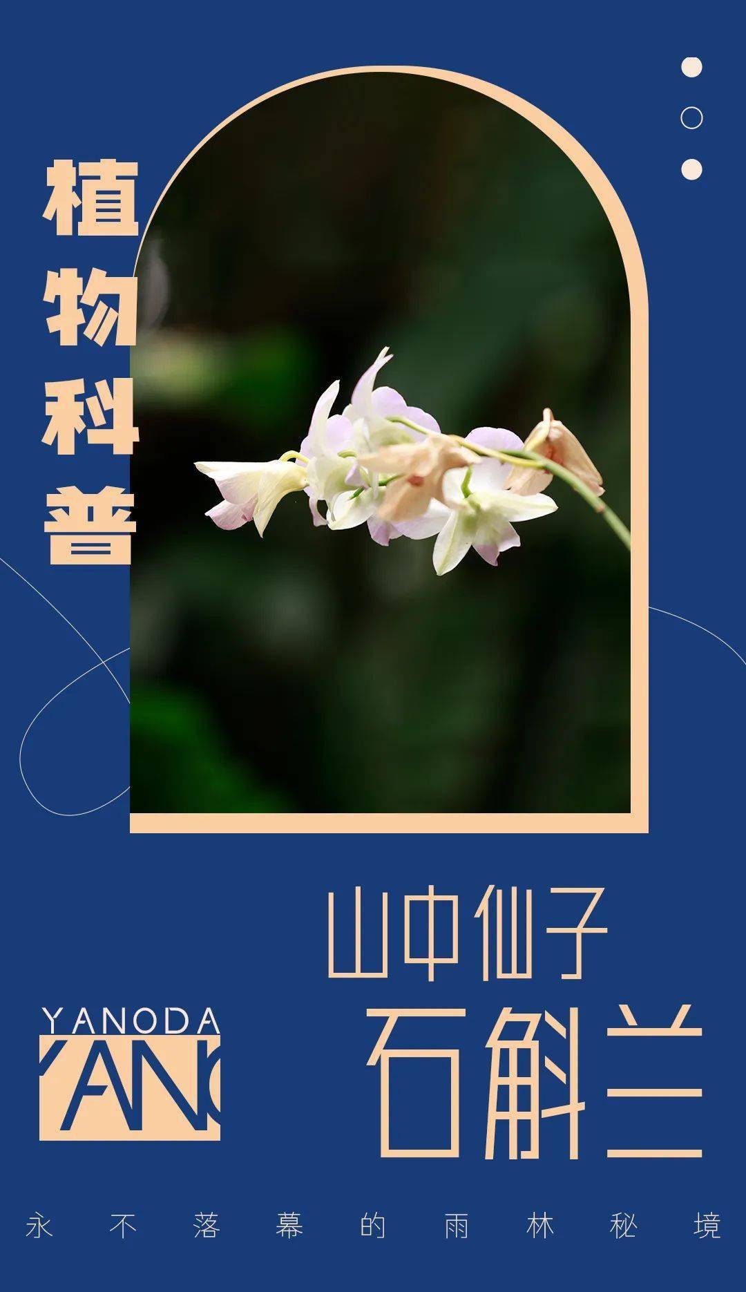Yanoda植物科普 石斛兰 山林里的花仙子 Nobile Lindl 兰科