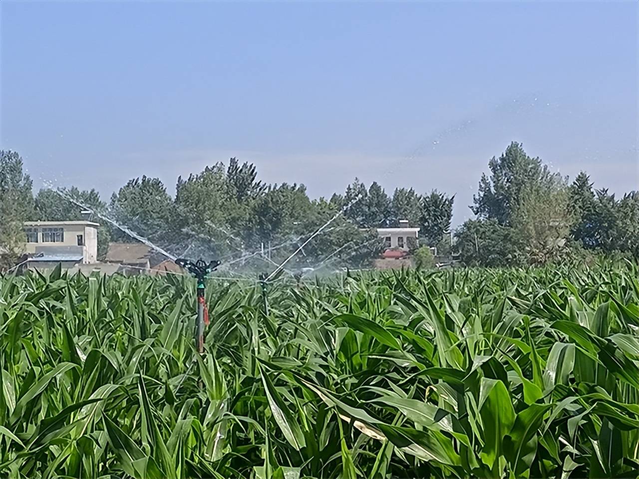 7月19日,新野县王集镇农民正在为玉米田进行喷灌浇水.