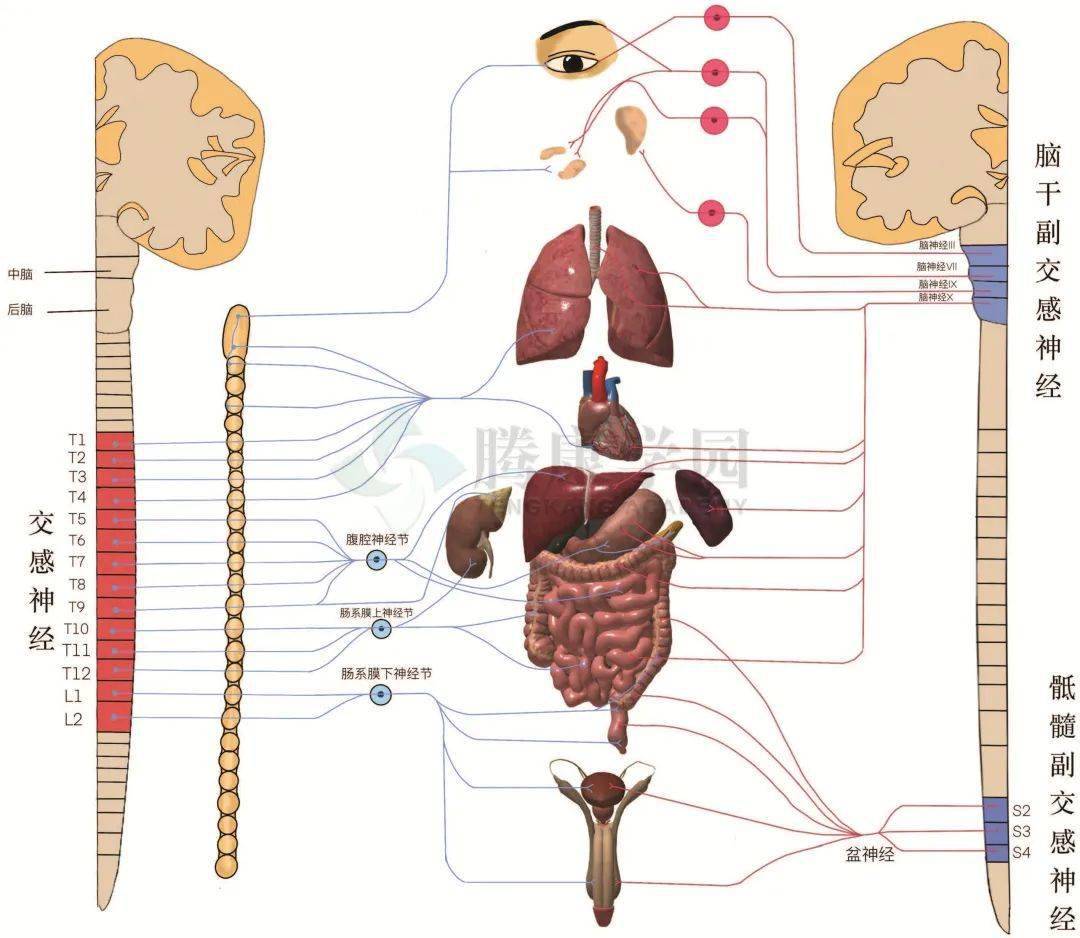 内脏与疼痛内脏的支配神经