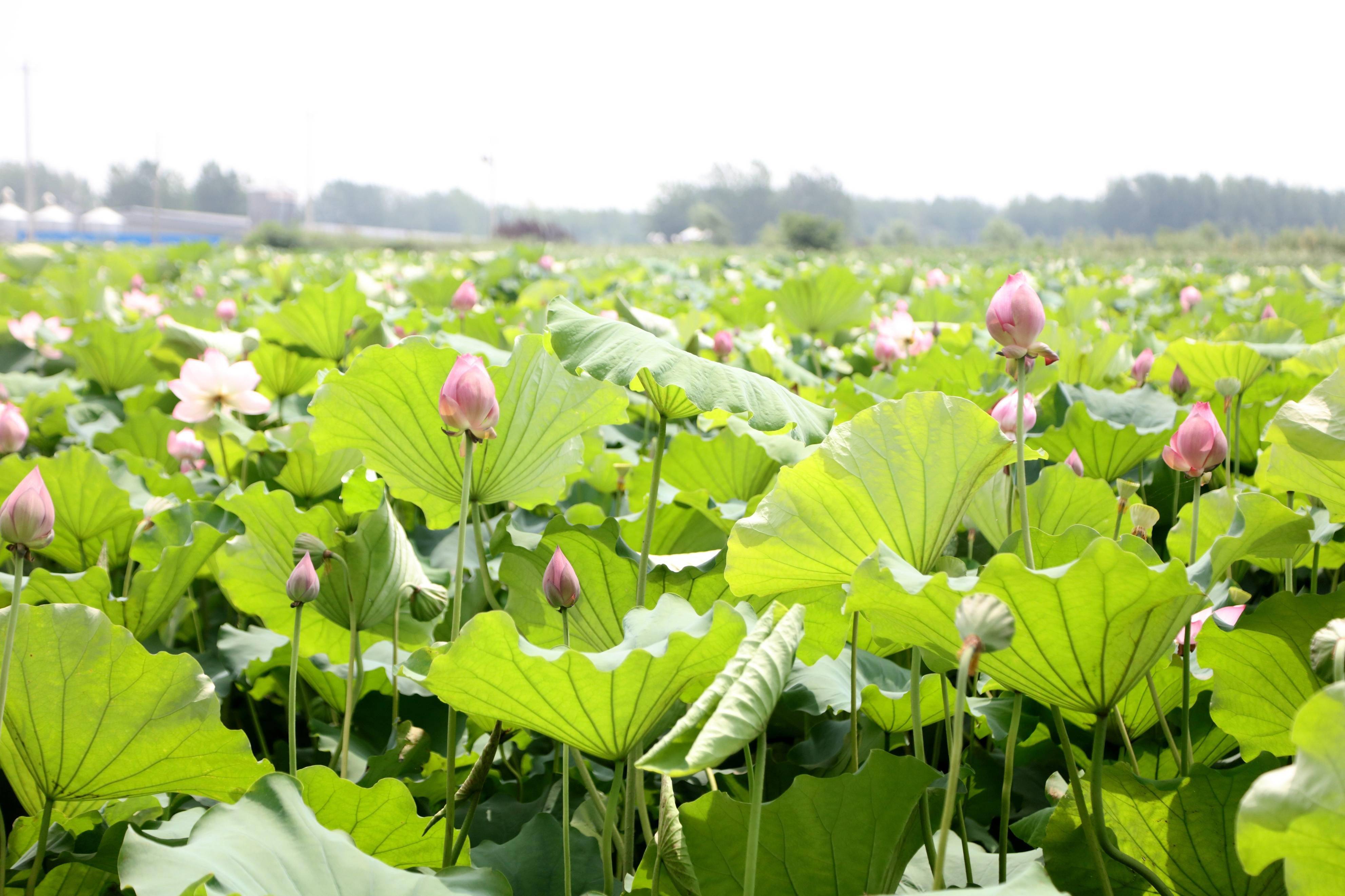 阜南地城第五届荷花文化美食艺术节璀璨启幕_阜南县_阜阳地区_地城镇