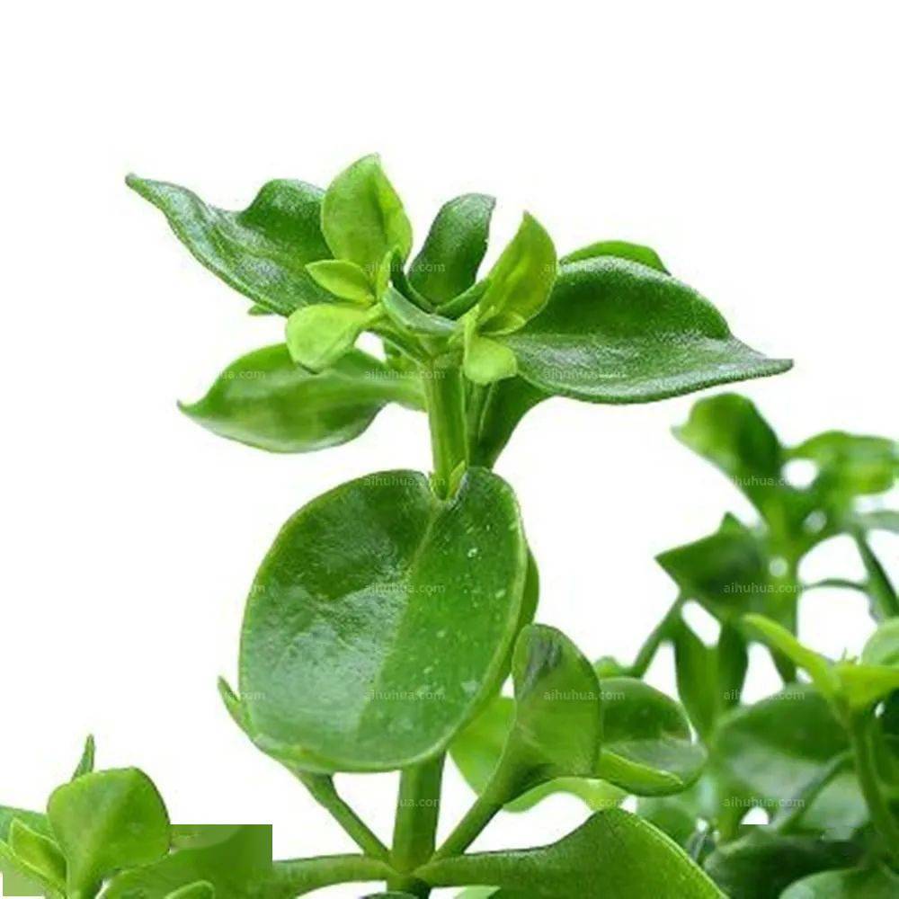 【中药小课堂】穿心莲