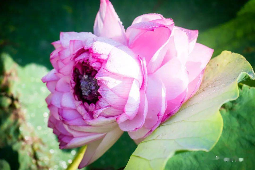 普者黑惊现三蒂,双蒂多种千瓣莲_景区_并蒂莲_花瓣