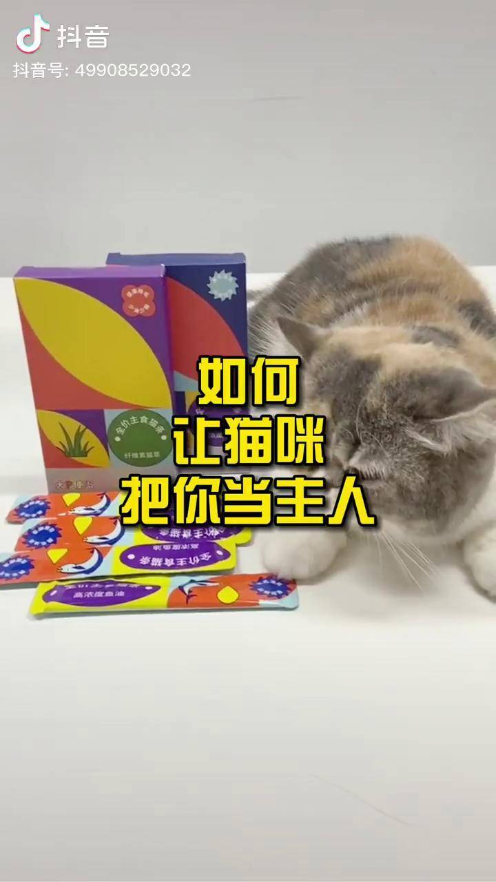 如何让猫咪把你当主人？养猫新手 宠物 猫咪 猫条 科普知识_猫咪_宠物_新手