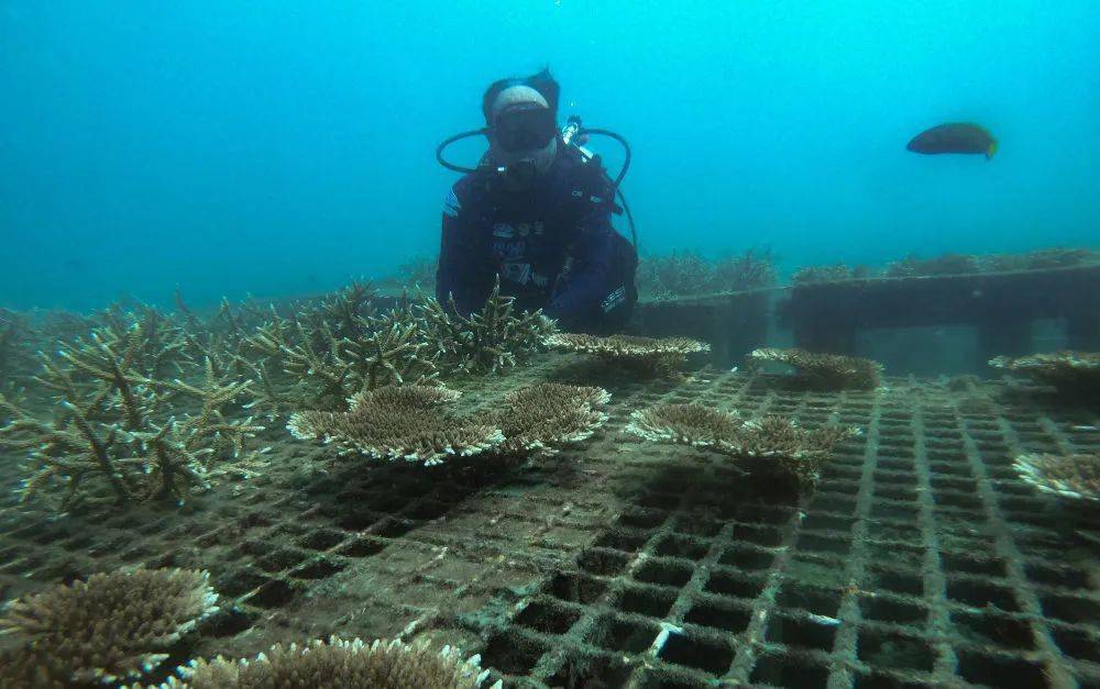 三亚花10年时间建了一座“海底长城”！位置在…