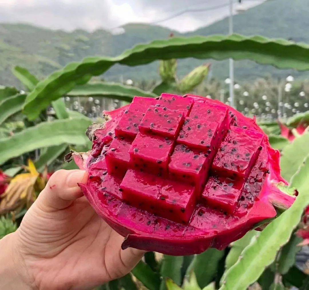 活动福建红心火龙果果肉饱满圆润口感甜蜜多汁