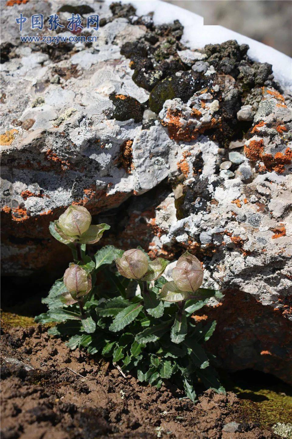 【组图】祁连山下——唐古特雪莲竞相绽放_海拔_冰川_初馨