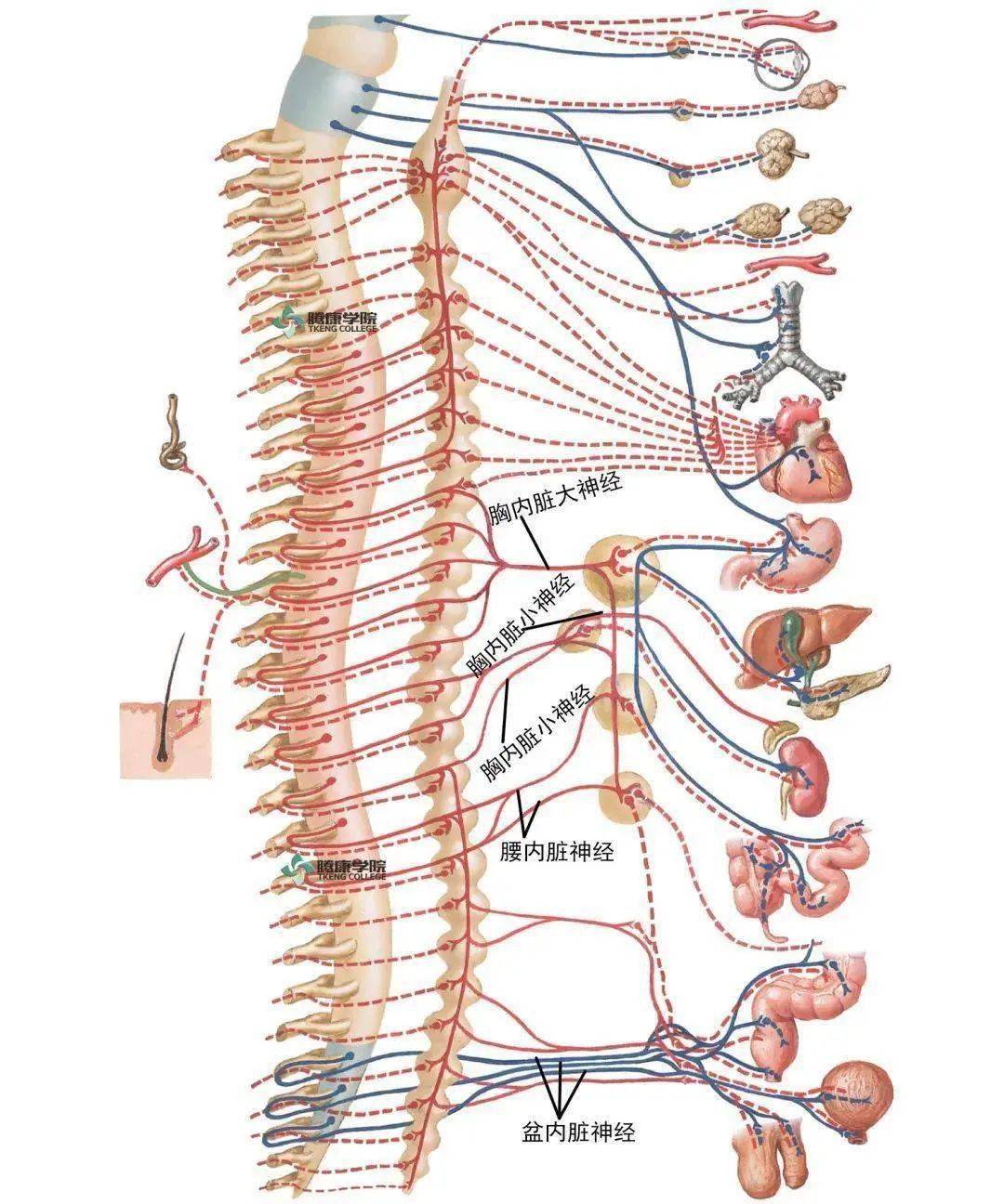 周围神经系统 | 脊神经、脑神经概述 - 知乎