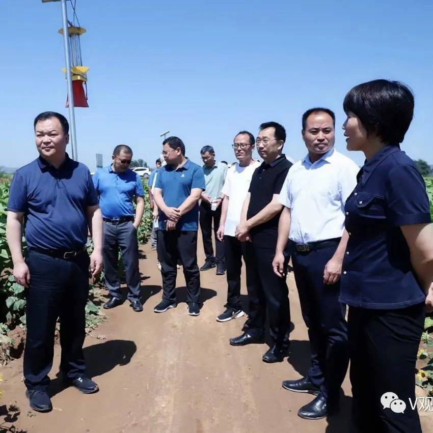 钱程带队调研督导烟叶生产和耕地流出问题整改工作_烤烟_烟叶_钱程