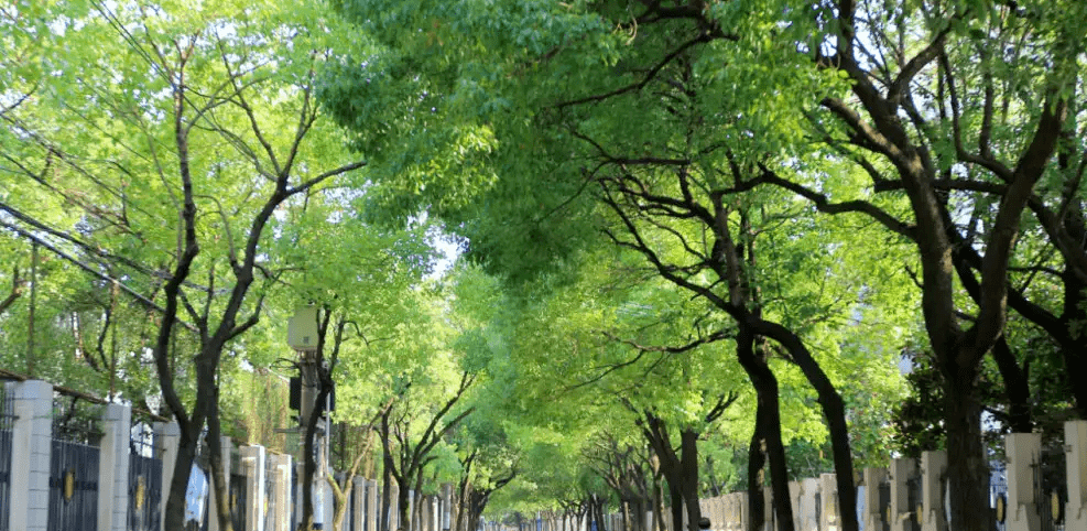 林荫道路美图图片