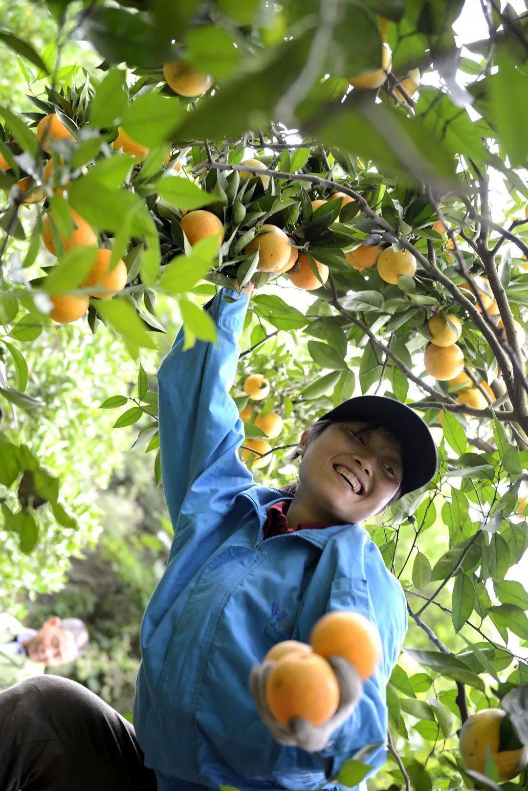亮故事 | 轨道索道进果园,夏橙出山稳当当!_泄滩乡_秭归县_运输