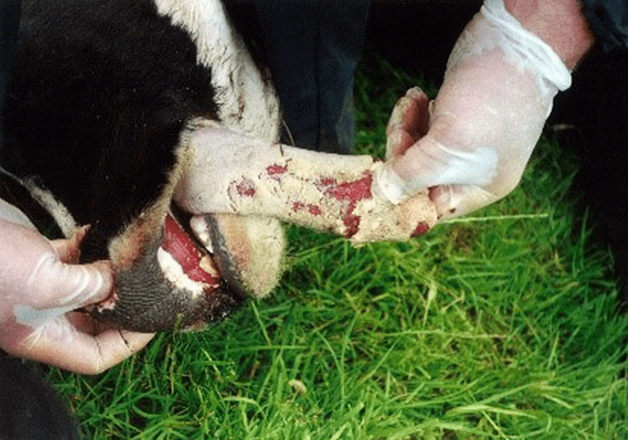 澳洲口蹄疫蔓延不少农民要求政府关闭边境或影响对中国肉类出口