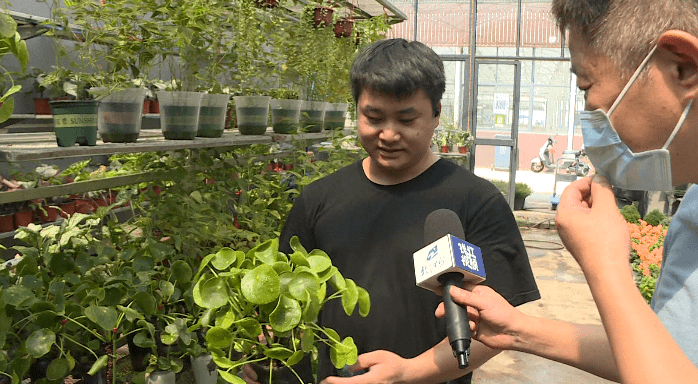 小叶罗汉松种植方法