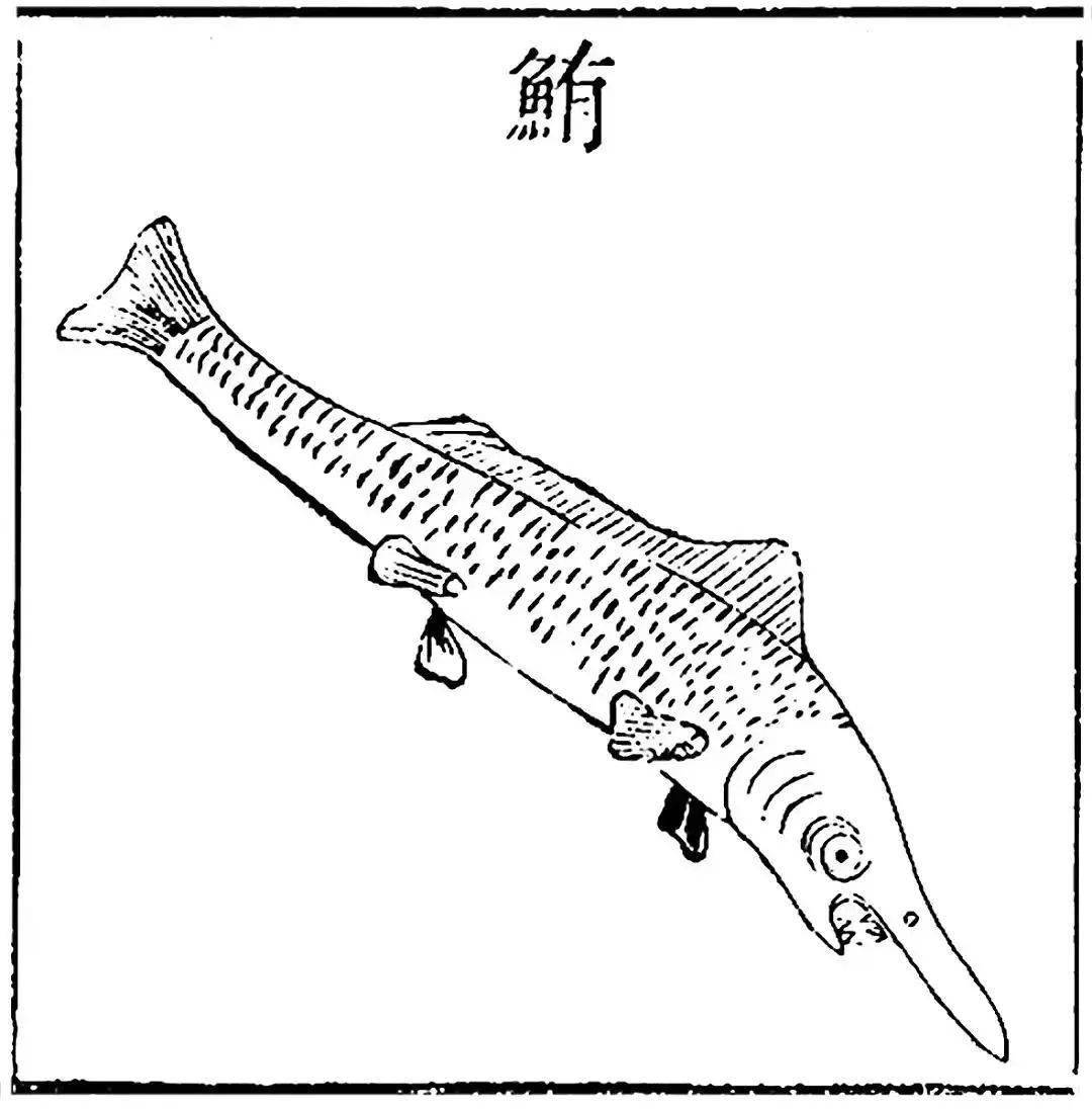 白鲟灭绝,至少我们还可以拯救濒危的它们_物种_名录_红色