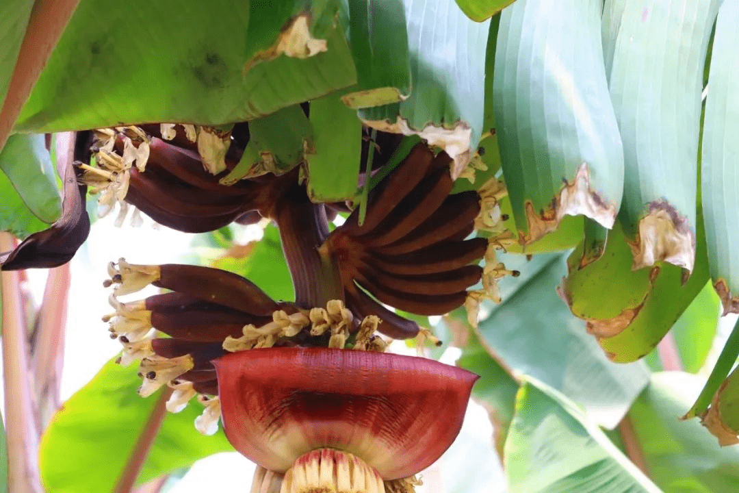 香蕉_口感_理赔