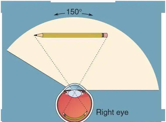正常人眼视野检查图图片