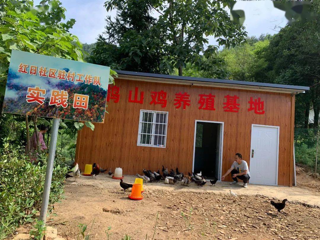 今年4月,袁凯亲自孵化的560只鹊山鸡取得了成功,雏鸡满过月龄后,经与