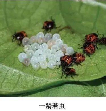 【动植物检疫】带你了解茶翅蝽——不挑食的农业害虫