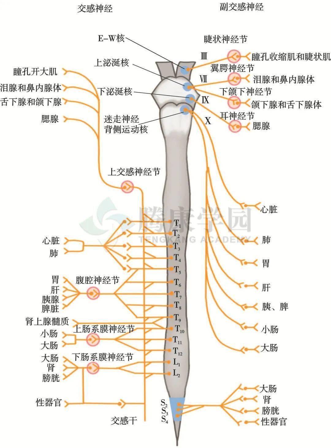 全身体表神经定位图图片