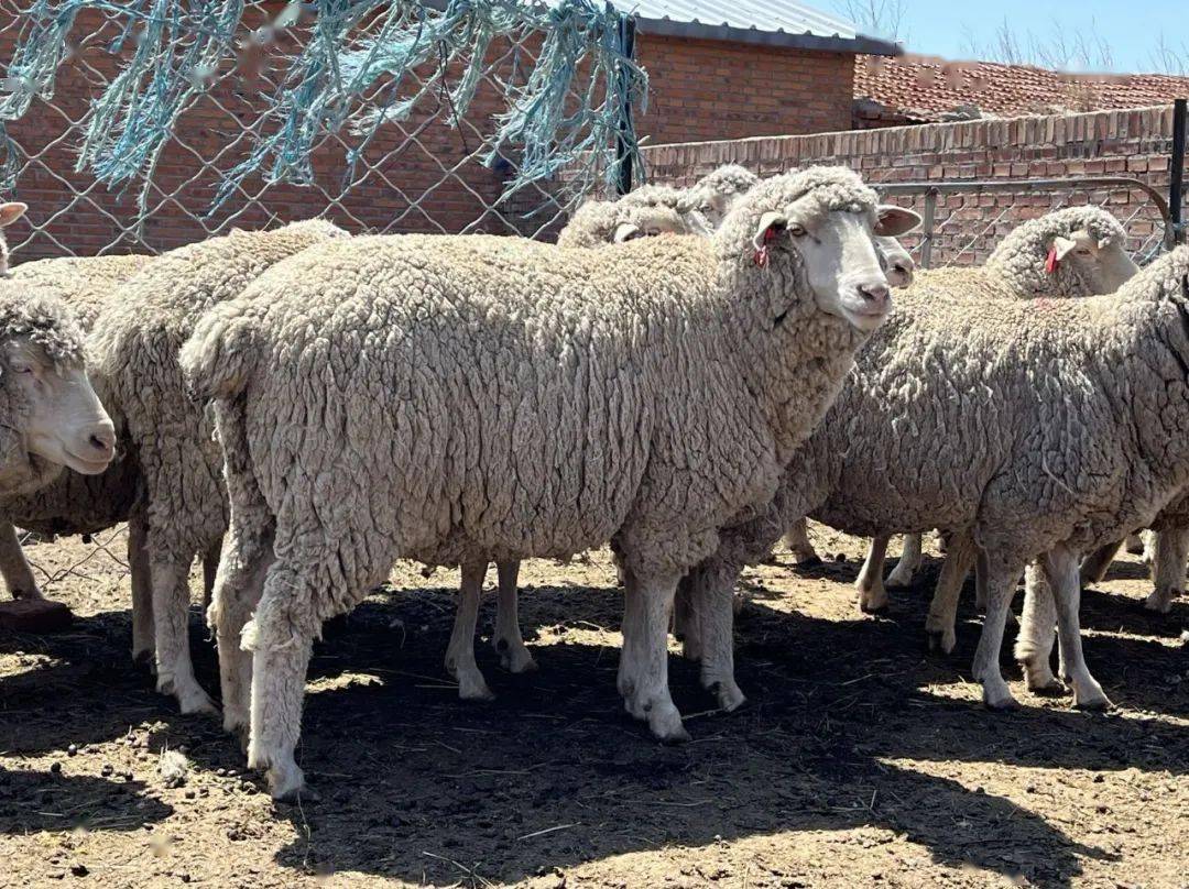 察哈尔羊苏尼特羊乌珠穆沁羊绵羊蒙古牛蒙贝利亚牛海福特牛夏洛莱牛