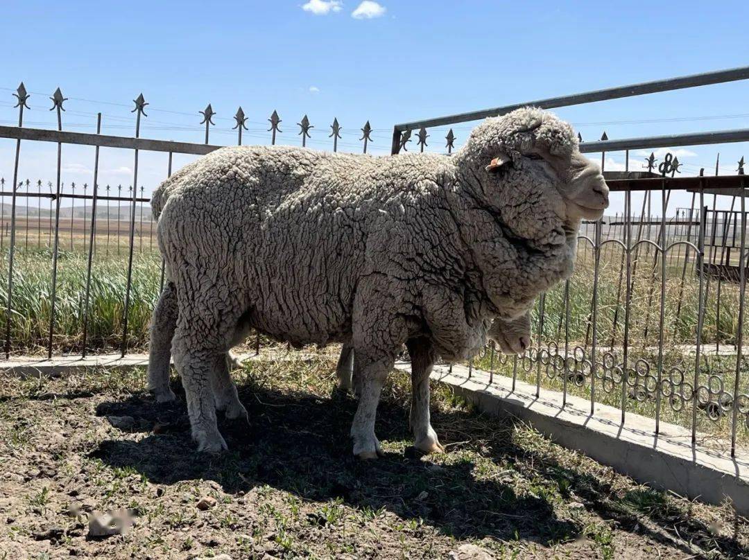 内蒙古细毛羊察哈尔羊苏尼特羊乌珠穆沁羊绵羊蒙古牛蒙贝利亚牛海福特