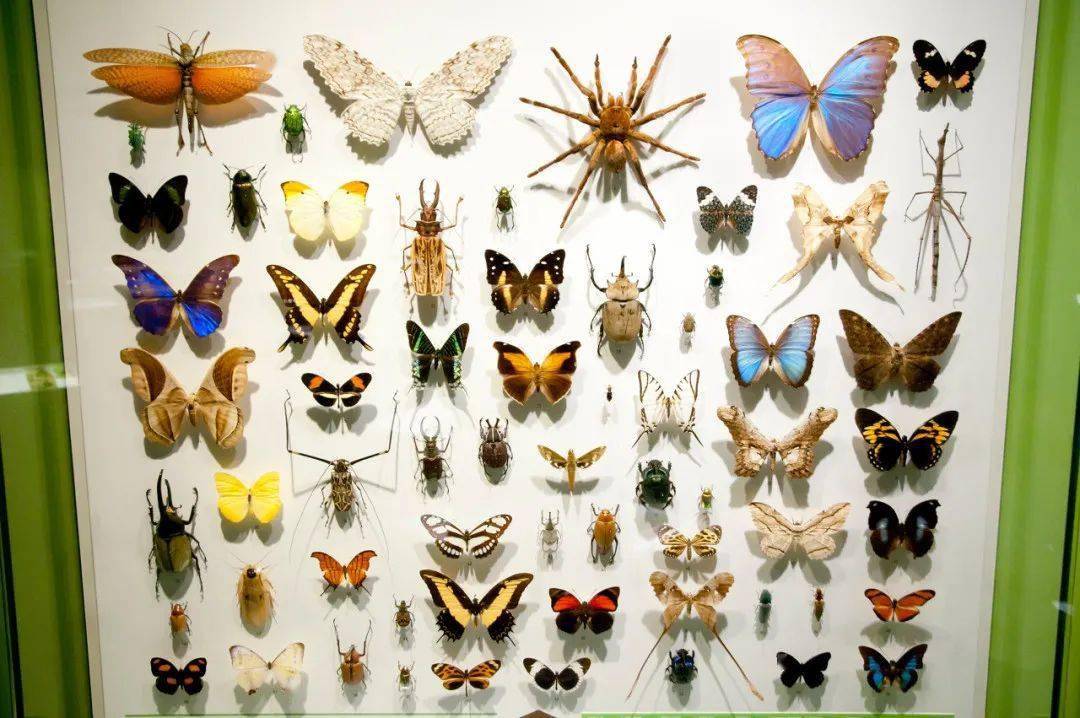 昆虫博物馆宁波图片