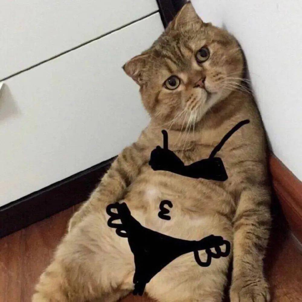 博主说不要用猫做头像网友回复笑死人哈哈哈哈哈哈哈