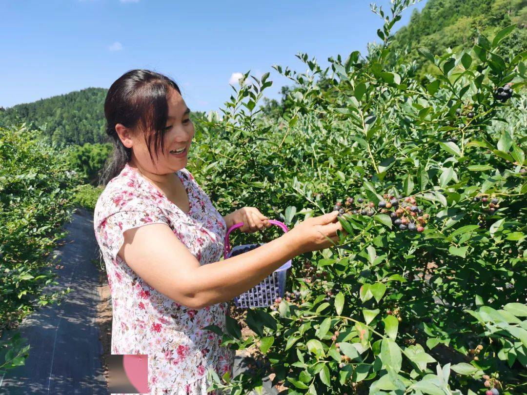 黃都鎮:藍莓飄香引客來 果農增收笑開顏_陳進_果園_漿果