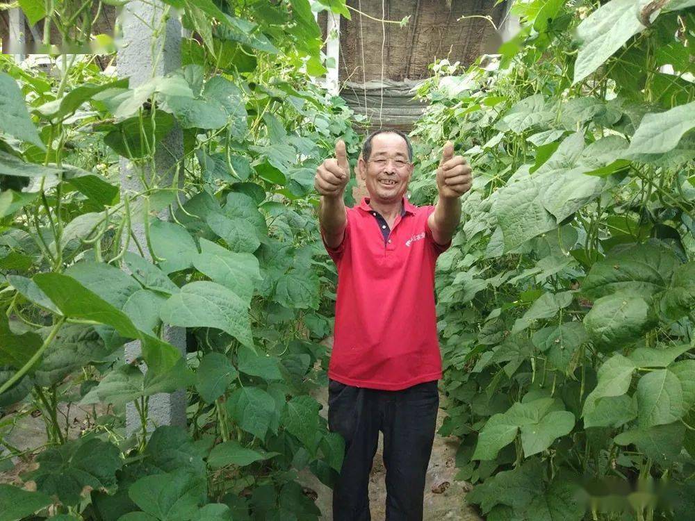 执行标准化管理9年,产量翻番看得见_五莲_芸豆_许孟镇