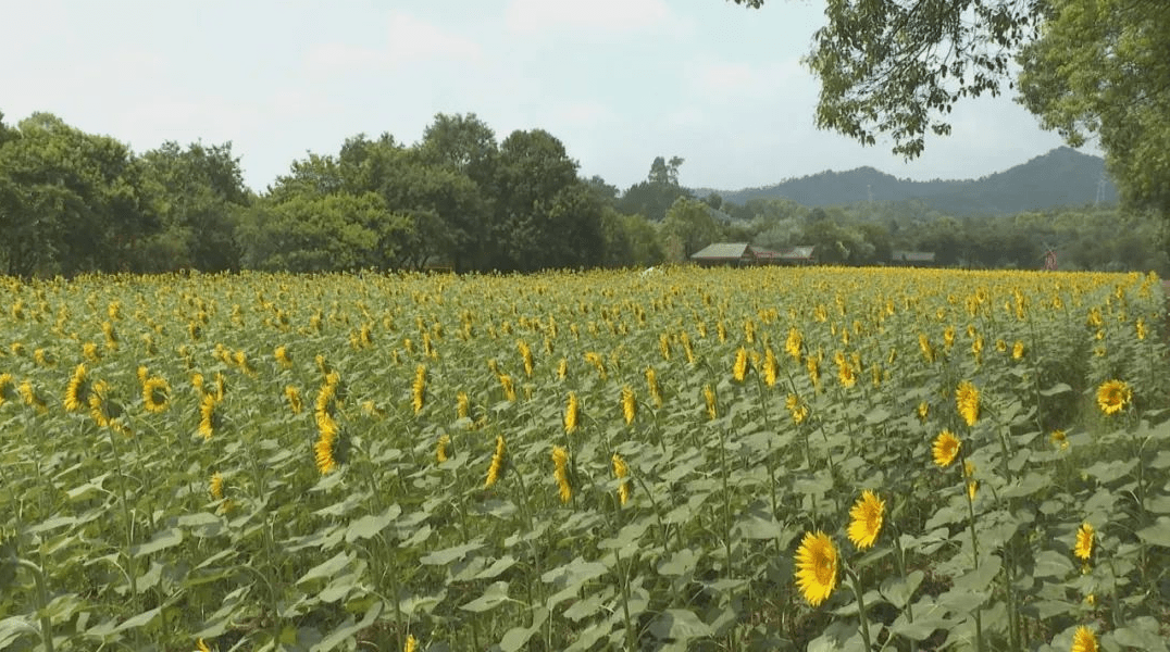 向日葵花海美如油画！来平远长田寻找夏日限定浪漫