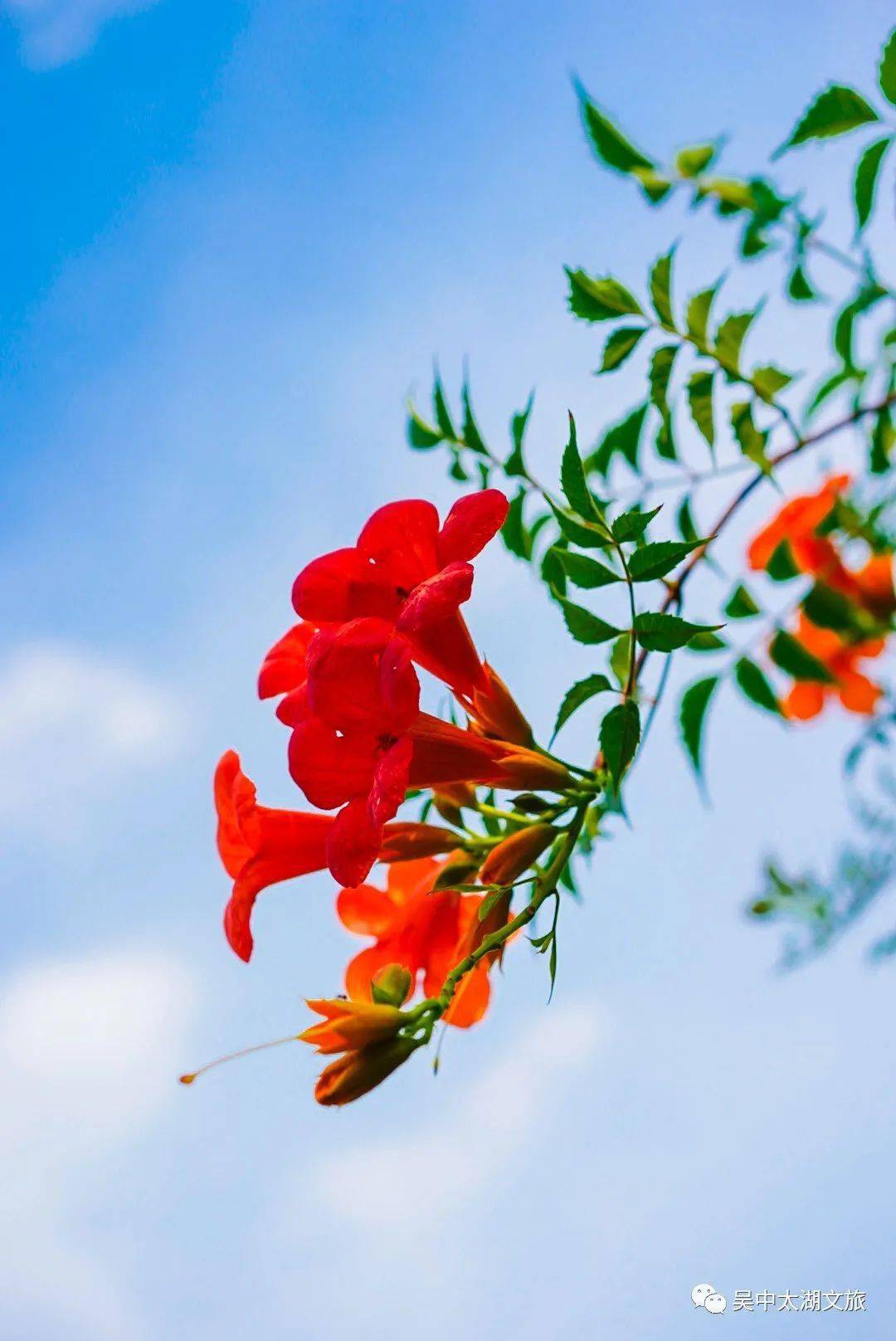 凌霄花_荷花_东山