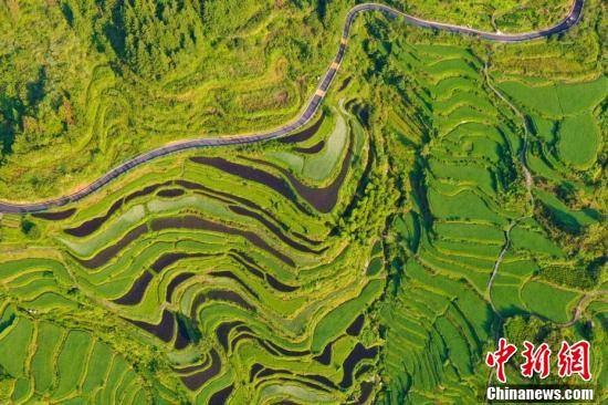 航拍江西婺源“醉美”江岭梯田 五彩水稻绘就田园诗画