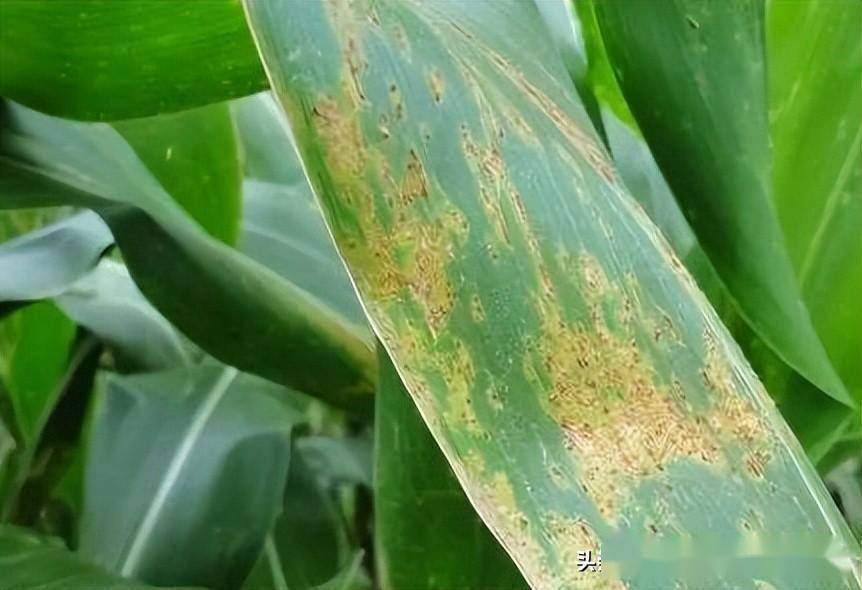玉米叶片出现锈斑什么原因导致的该怎么防治
