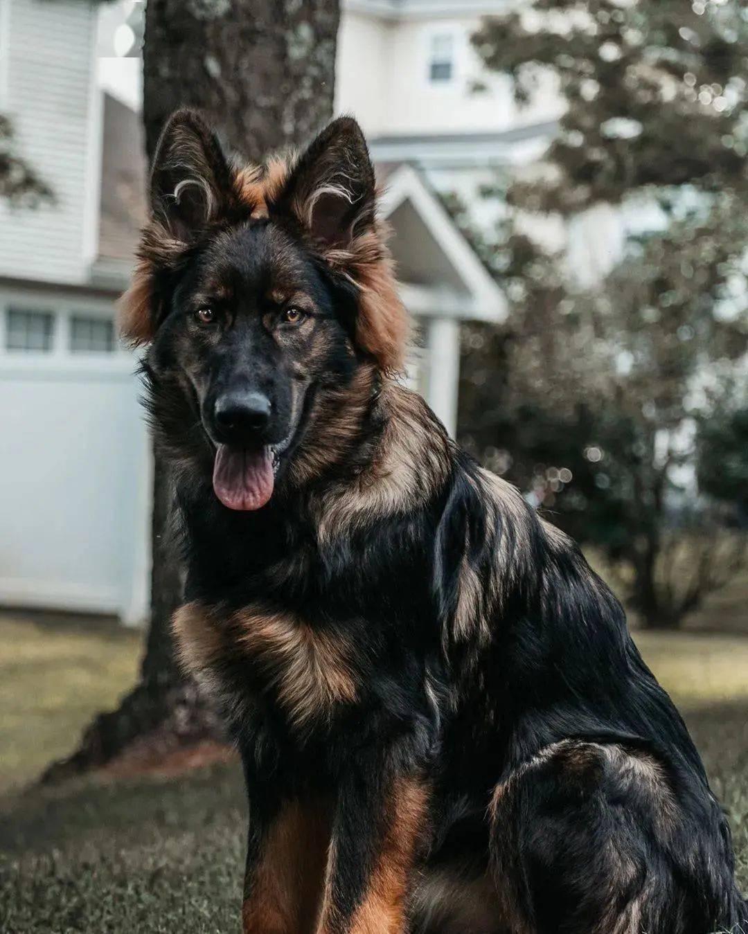 十大最帅的狗狗图片