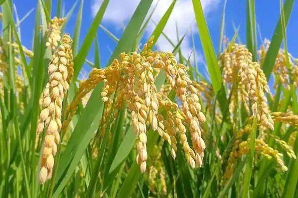 叙永:稻花香里说丰年 26万亩水稻收割忙_叙永县_机械化_生产