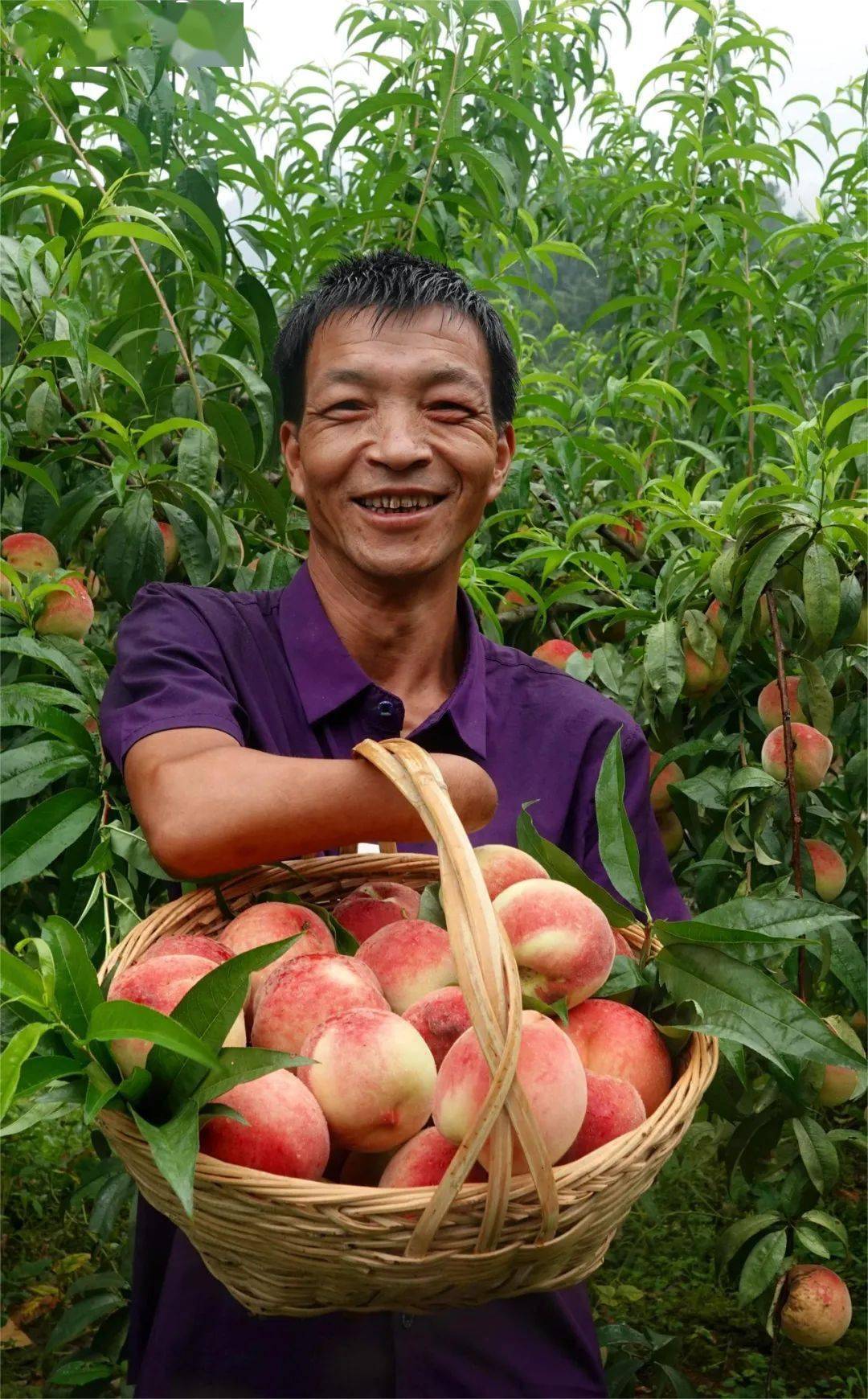 古蔺:瓜果飘香季,满目丰收景_高山村_葡萄_游客