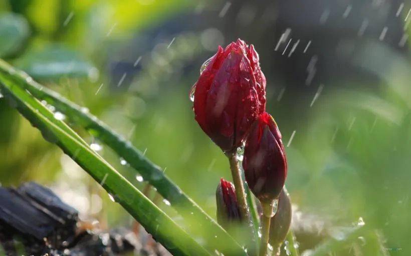 夏雨葳蕤生香芬芳歲月